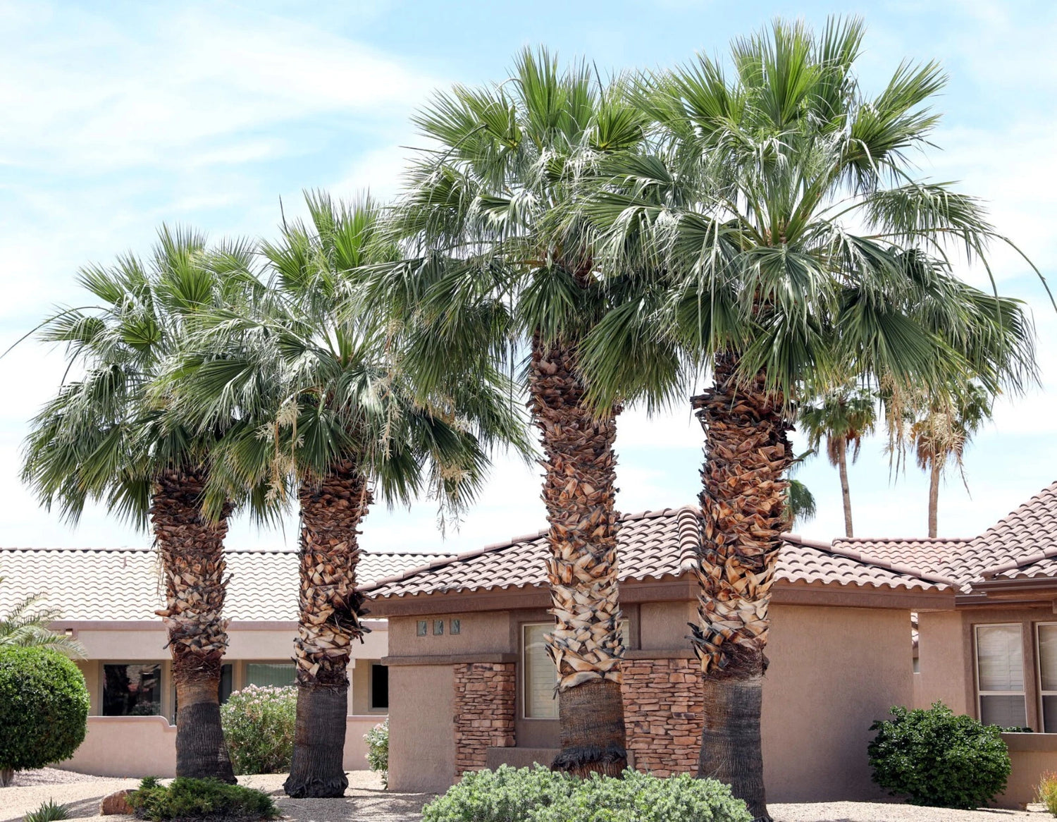 CALIFORNIA DESERT FAN PALM TREE SEEDS Washingtonia Filifera Cold Hardy-Zone – Heirloom, Non-GMO, High Germination Organic Garden Seeds