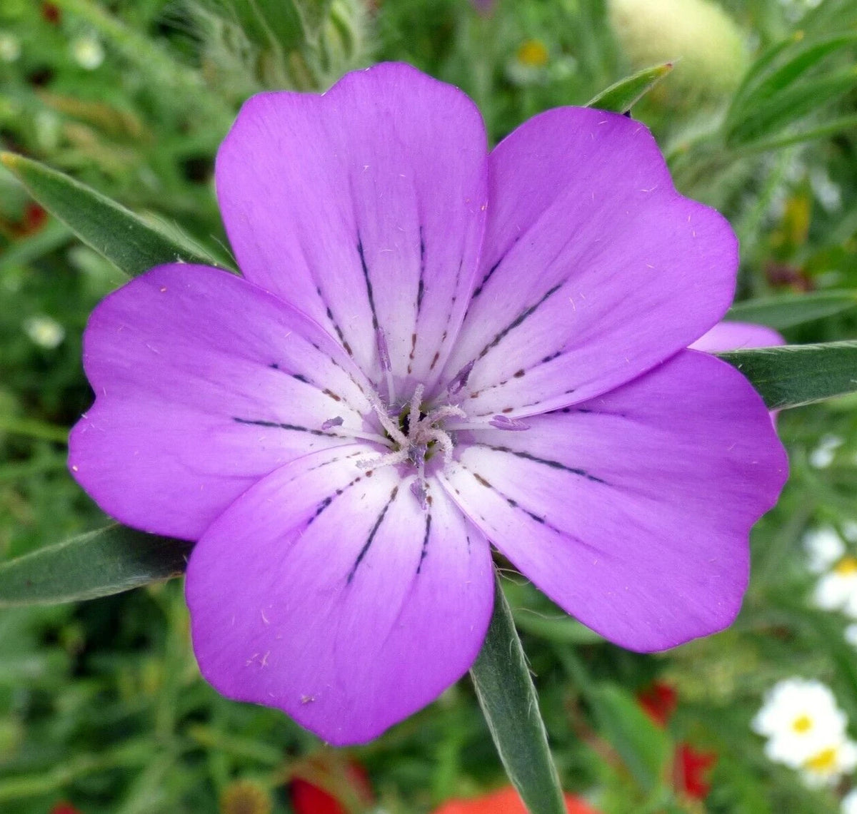 CORNCOCKLE Seeds Shipping Agrostemma githago - Annual Flower Seeds heirloom non-gmo seeds