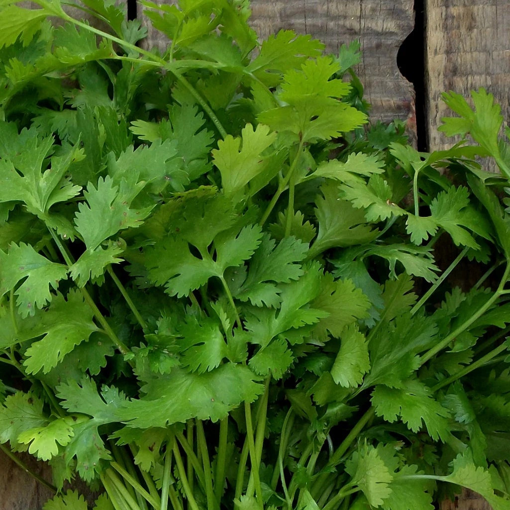 Cilantro Seeds Vegetable Gardening Herb Seeds heirloom non-gmo seeds