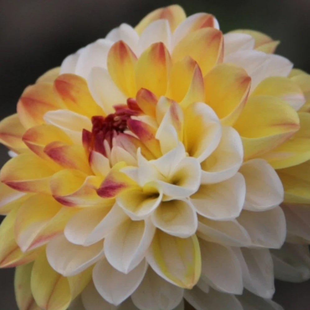 Decorative dahlia flower with a green banner displaying 'Pendle Garden' branding.