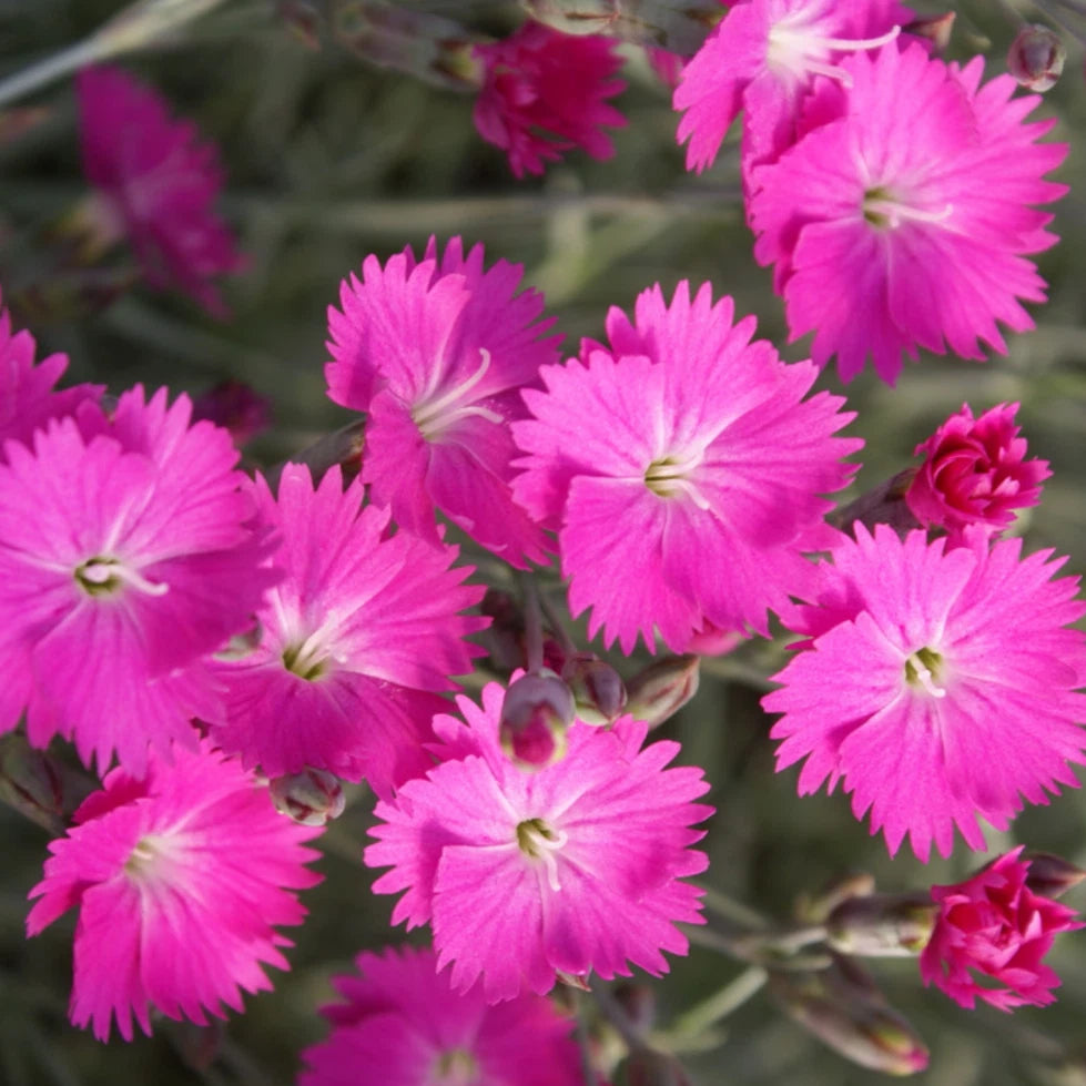 Pink Firewitch Carnations - Dianthus Seeds heirloom non-gmo seeds