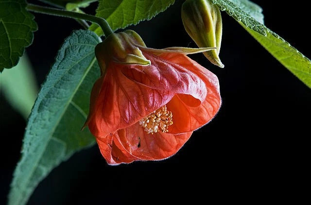 CHINESE LANTERN Seeds Shipping Abutilon x hybridum Shrub Tree Seeds – Heirloom, Non-GMO, High Germination Organic Garden Seeds
