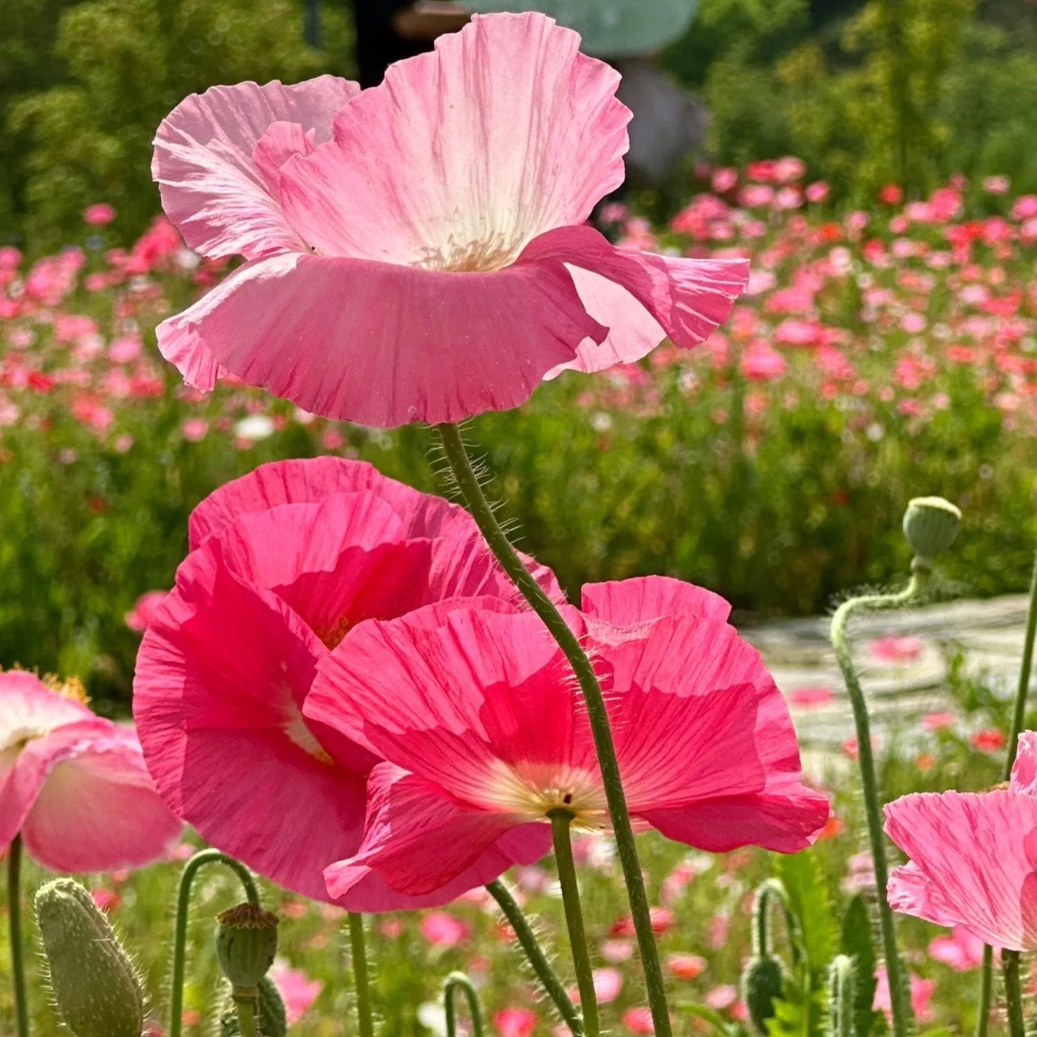 Bright Pink Poppy Seeds Double Bloom Papaver for Garden Display – Heirloom, Non-GMO, High Germination Organic Garden Seeds