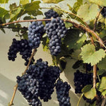 Riverbank Grape Vitis riparia Vine Seeds heirloom non-gmo seeds