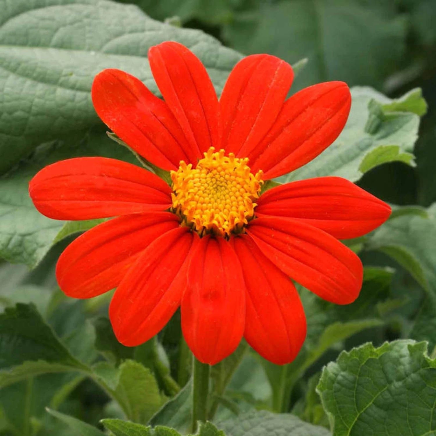 MEXICAN SUNFLOWER SEEDS - RARE SUNFLOWERS GARDEN RED FLOWER SEEDS – Heirloom, Non-GMO, High Germination Organic Garden Seeds