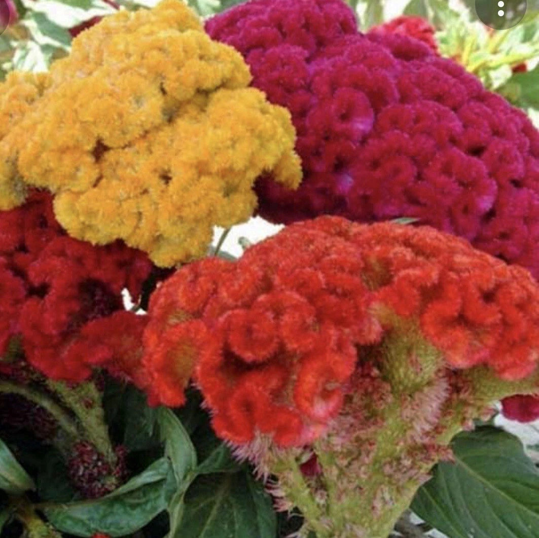 Celosia CRISTATA Mixed Cockscomb heirloom non-gmo seeds