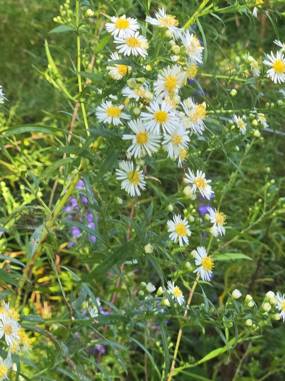 teasp Panicled Aster Seeds NATIVE Symphyotrichum lanceolatum Native US Plant heirloom non-gmo seeds
