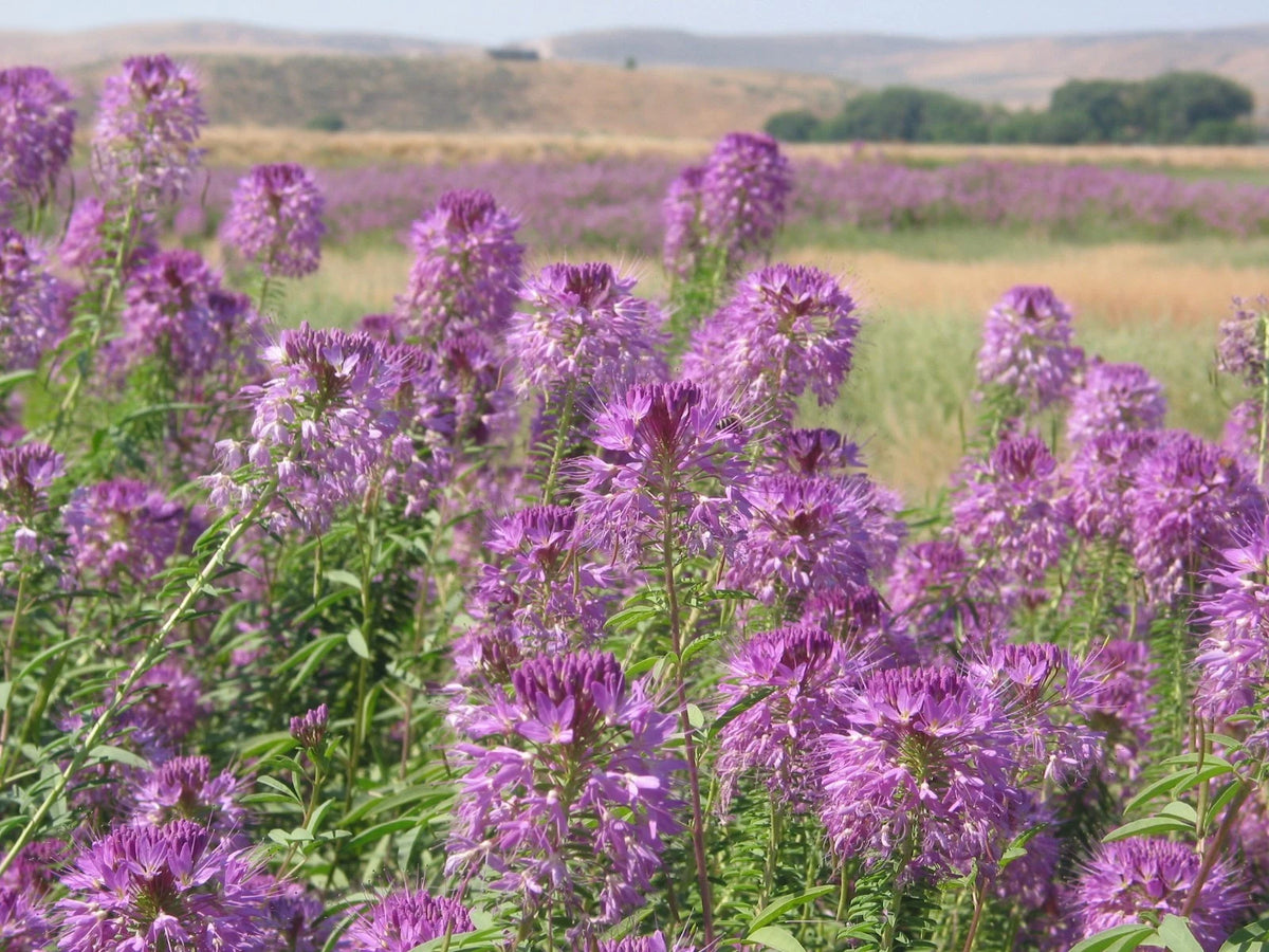 Rocky Mountain BEE PLANT Seeds Native Wildflower Flower Garden Pollinators Various Wildflower Species heirloom non-gmo seeds