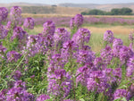 Rocky Mountain BEE PLANT Seeds Native Wildflower Flower Garden Pollinators Various Wildflower Species heirloom non-gmo seeds