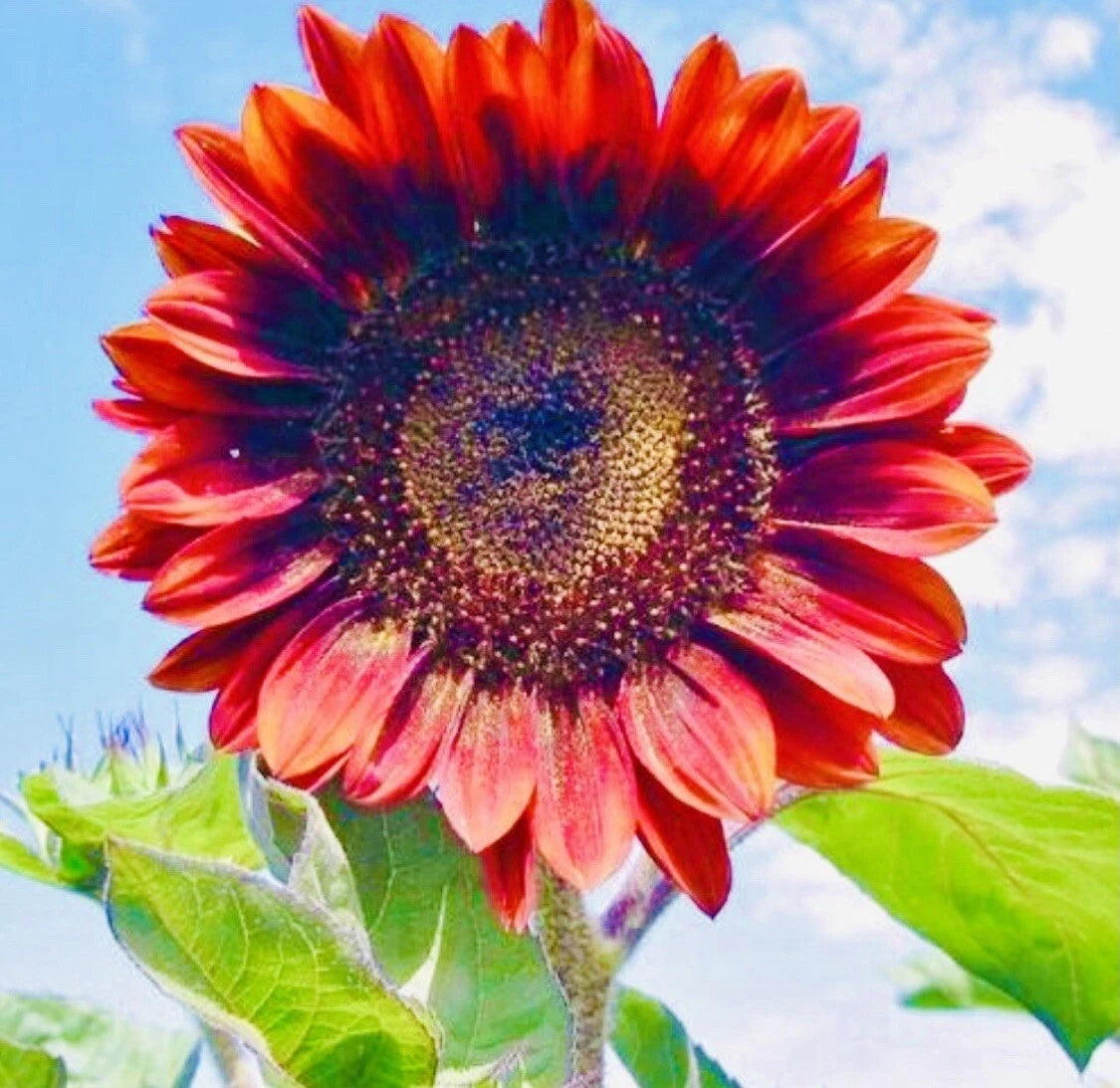 RARE RED SUNFLOWER SEEDS BEAUTIFUL FLOWER SEEDS FRESH HARVEST heirloom non-GMO seeds