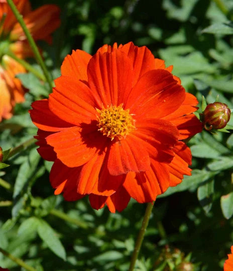 Cosmos Sulphur Dwarf Red Flower Seeds – Heirloom, Non-GMO, High Germination Organic Garden Seeds