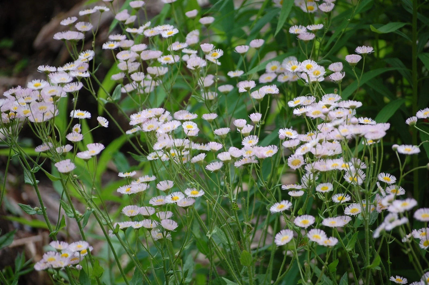 TSP PHILADELPHIA FLEABANE DAISY SEEDS Erigeron philadelphicus NATIVE US – Heirloom, Non-GMO, High Germination Organic Garden Seeds