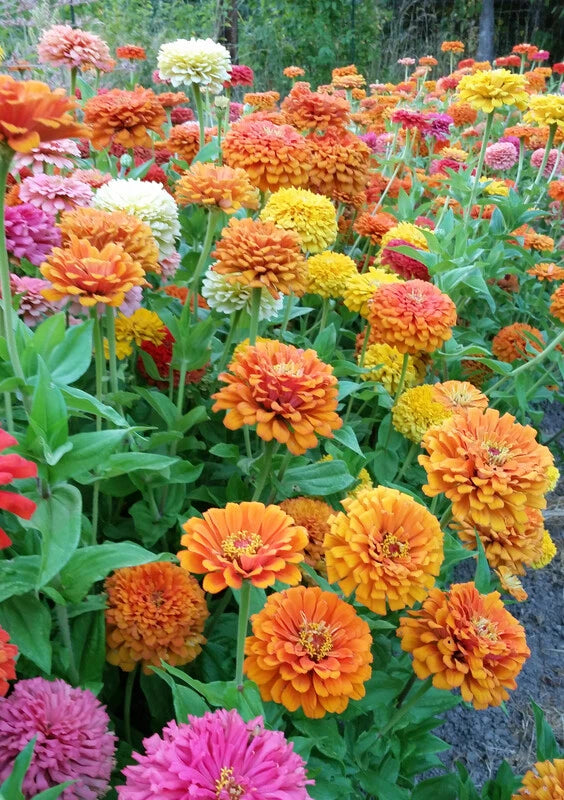 California Giant Mix Zinnia Seeds Huge Rainbow Multi Colorful Flower Seed – Heirloom, Non-GMO, High Germination Organic Garden Seeds