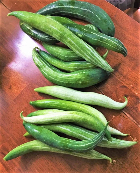 Buag Ngu Snake Gourd White Striped Green Serpent Luffa Squash Bitter Melon Seeds – Heirloom, Non-GMO, High Germination Organic Garden Seeds