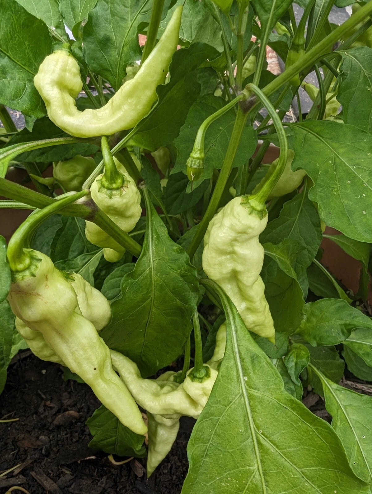 White Ghost mixed shape pepper Seeds heirloom non-gmo seeds