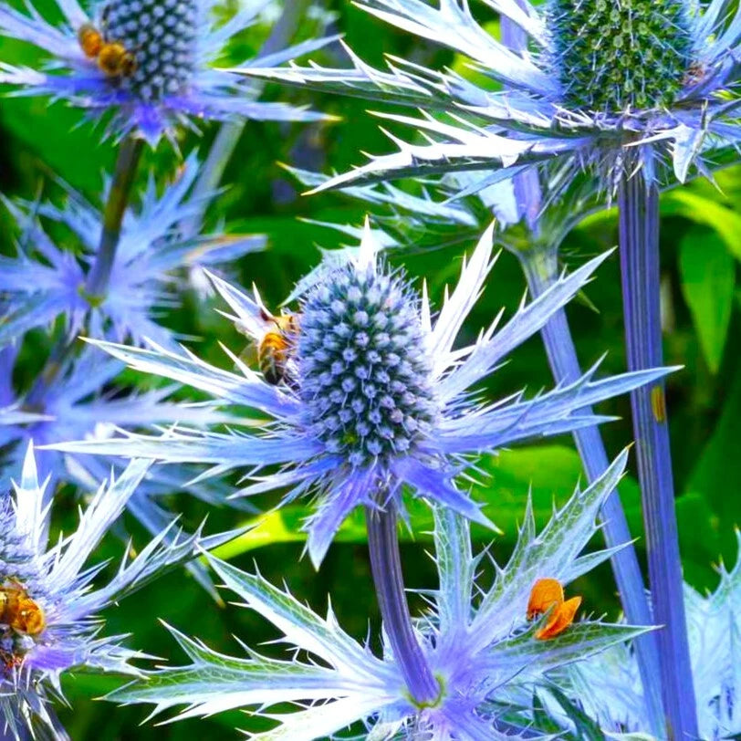 Sea Holly Seeds Blue Thistle Eryngium Eryngo Flower Seed Shipping heirloom non-gmo seeds