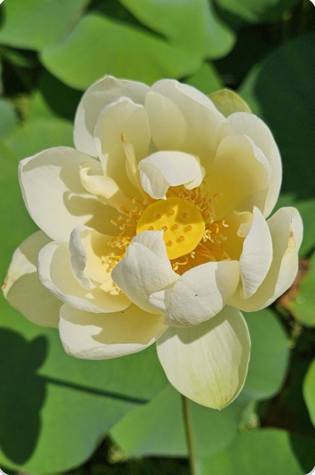 YELLOW LOTUS FLOWER SEEDS AMERICAN WATER LILY for POTS PONDS – Heirloom, Non-GMO, High Germination Organic Garden Seeds