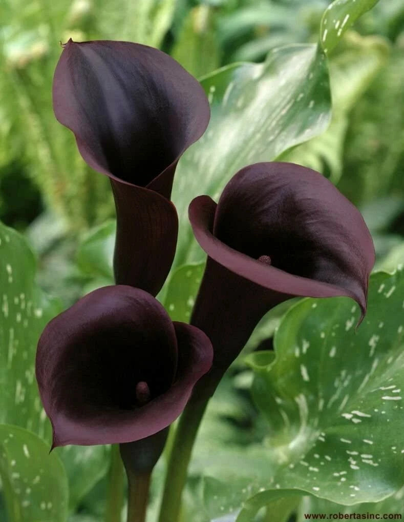 Black Calla Lily Flowers Zantedeschia Aethiopica Plant Bonsai Seed FS07 heirloom non-gmo seeds