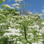 Cumin Seeds For Planting Cuminum cyminum heirloom non-GMO seeds
