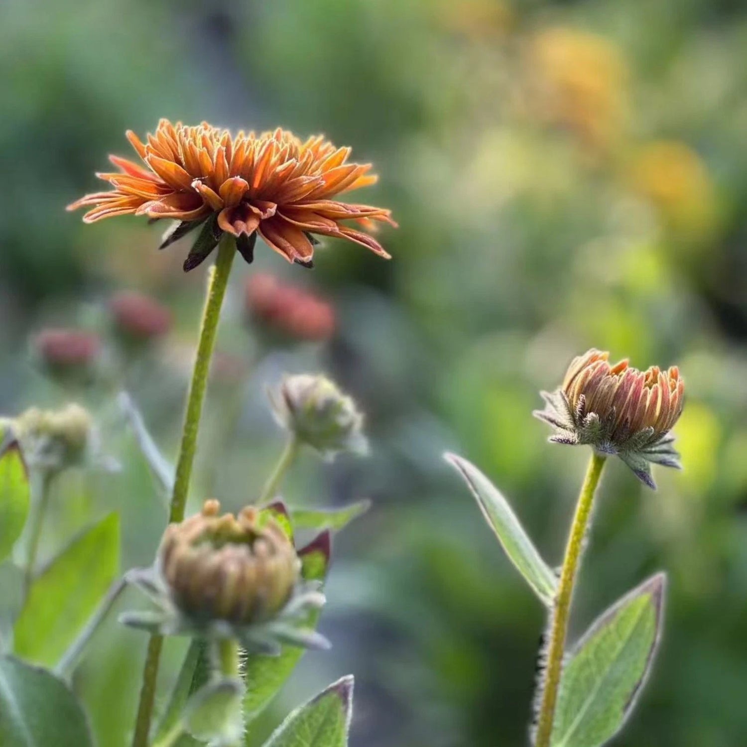 Autumn Colors Rudbeckia Seeds Rustic Orange Black Eyed Susan Zones – Heirloom, Non-GMO, High Germination Organic Garden Seeds