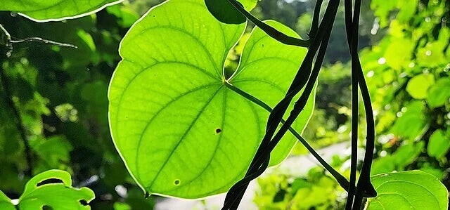 Dioscorea wallichii Wallich s Wild Yam Seeds heirloom non-gmo seeds