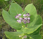 Calotropis procera Sodom Apple Seeds heirloom non-gmo seeds