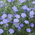 BLUE FLAX PERENNIAL Linum lewisii American Native Wildflower Seeds heirloom non-GMO seeds