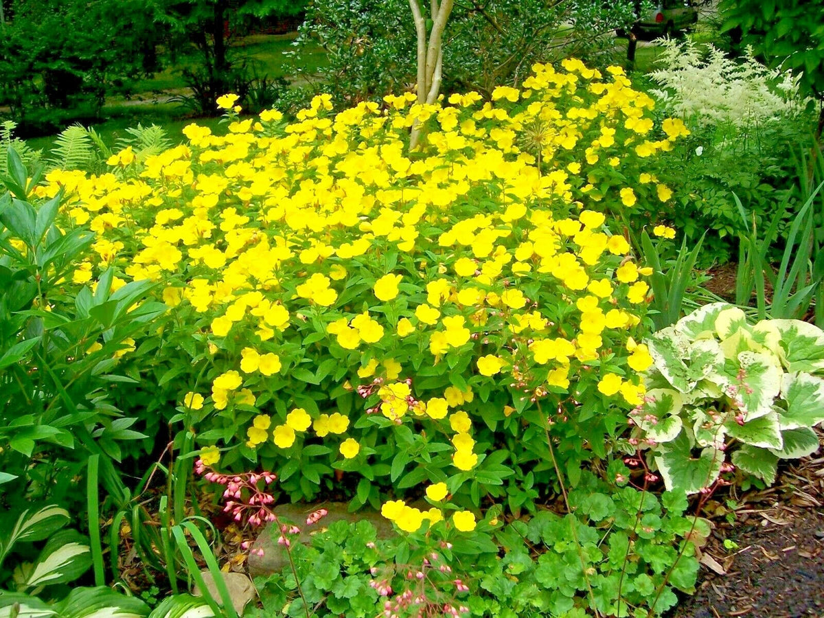COMMON EVENING PRIMROSE Flower Seeds Annual Wildflower Garden Container Easy Various Wildflower Species heirloom non-gmo seeds