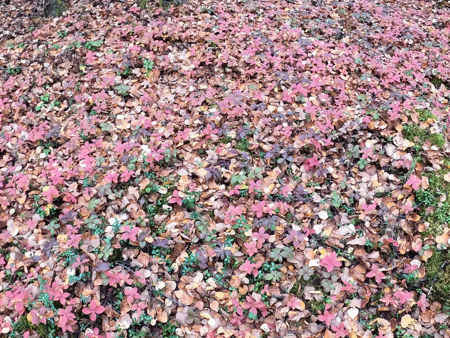 Bunchberry Cornus Canadensis Alaska Wild Harvest Seeds heirloom non-gmo seeds