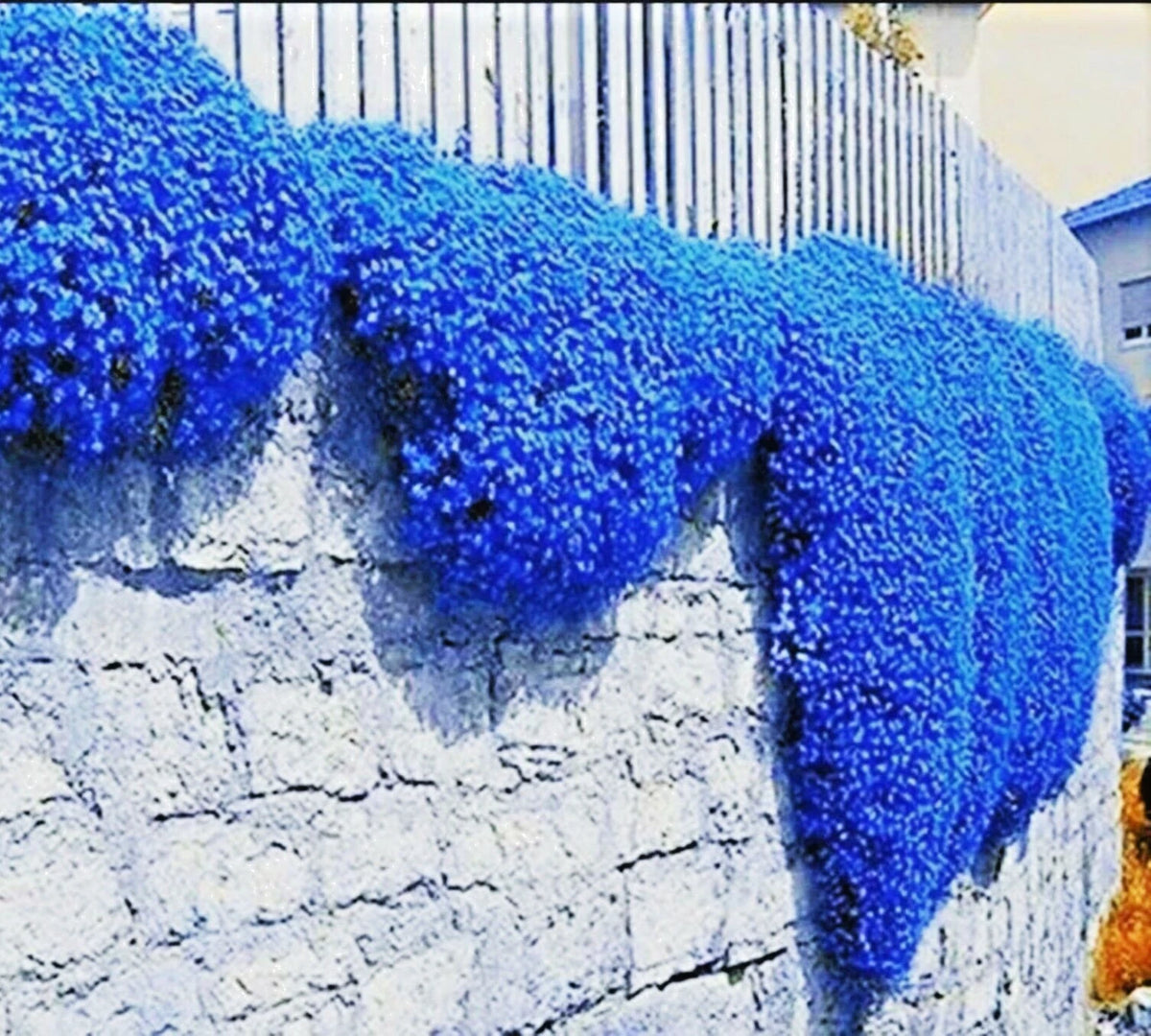 Creeping Thyme Herb Flower Seeds Thymus Serpyllum Ground Cover Blue FS4 heirloom non-GMO seeds