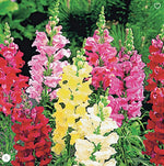 Snapdragon seeds Tall Deluxe Mix Color Heat tolerant OHIO heirloom non-gmo seeds