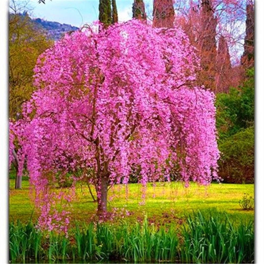 for Pink Fuchsia WEEPING SAKURA CHERRY rare exotic tree Seller heirloom non-gmo seeds