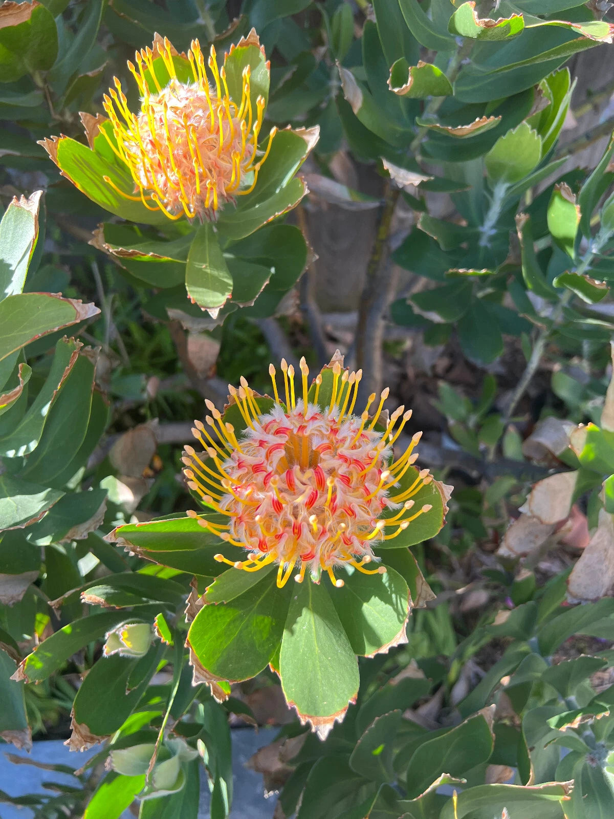 Red Yellow Ornamental Pincushion Protea Leucospermum Veldfire- Seeds heirloom non-gmo seeds