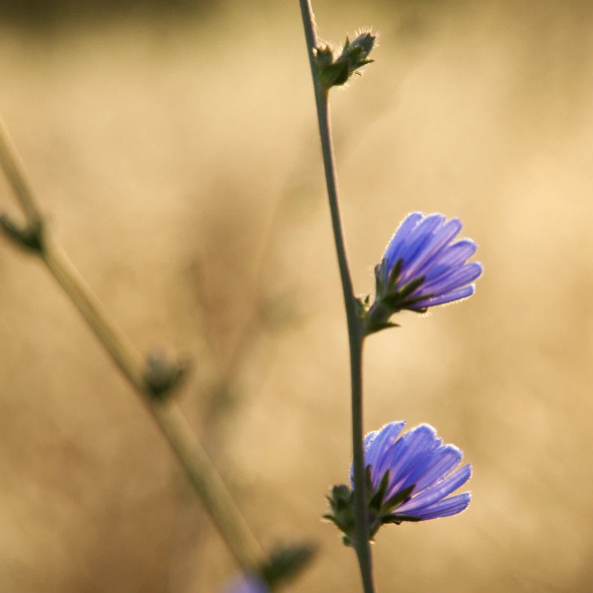Chicory - Seeds - Wildflower - Medicinal Herb - GMO Cichorium Intybus – Heirloom, Non-GMO, High Germination Organic Garden Seeds