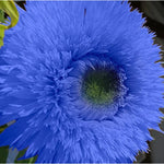 Blue Teddy Bear Sunflower Seeds - Stunning Annual Blooms for Your Garden Helianthus annuus heirloom non-gmo seeds