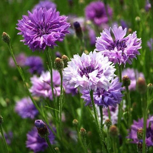 Cornflower Bachelor Button MAUVE Flowers Spring Seeds heirloom non-gmo seeds
