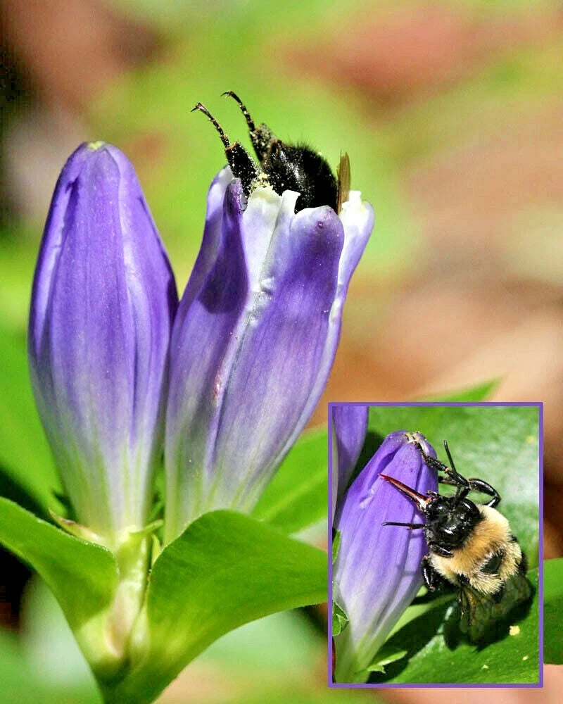 BOTTLE GENTIAN Seeds Perennial Native Wildflower Shade Garden Pato Container – Heirloom, Non-GMO, High Germination Organic Garden Seeds