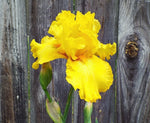 EXOTIC BEARDED IRIS SEEDS for Garden Perennial Flower Plant - US Grown Seeds heirloom non-gmo seeds