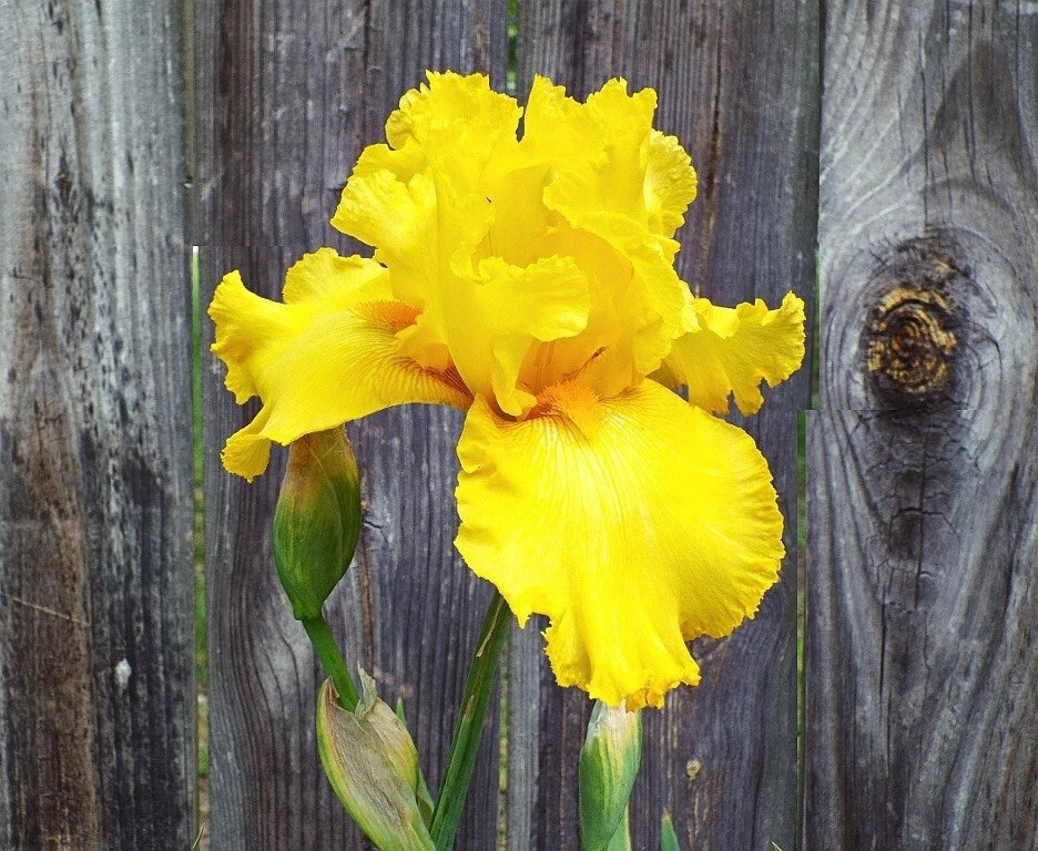 EXOTIC BEARDED IRIS SEEDS for Garden Perennial Flower Plant - US Grown Seeds heirloom non-gmo seeds