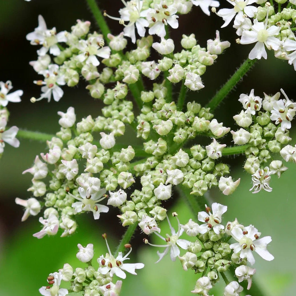 Caraway Seeds Flower & Herb Gardening Plant Seed Shipping heirloom non-gmo seeds