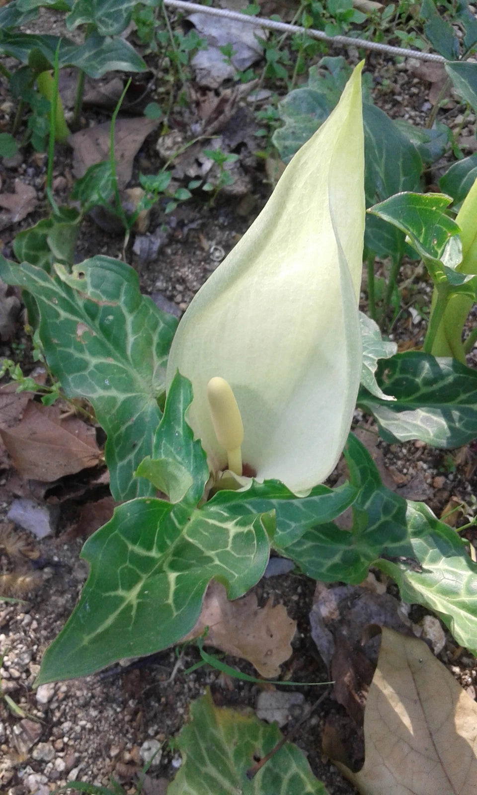 ARUM ITALICUM Seeds Italian Arum shipping Garden seeds – Heirloom, Non-GMO, High Germination Organic Garden Seeds