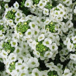 Alyssum Sweet CARPET OF SNOW Perennial White Seeds heirloom non-GMO seeds