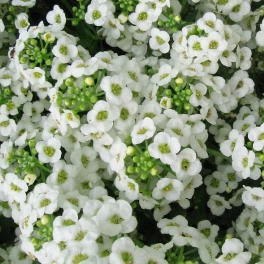 Alyssum Sweet CARPET OF SNOW Perennial White Seeds heirloom non-GMO seeds