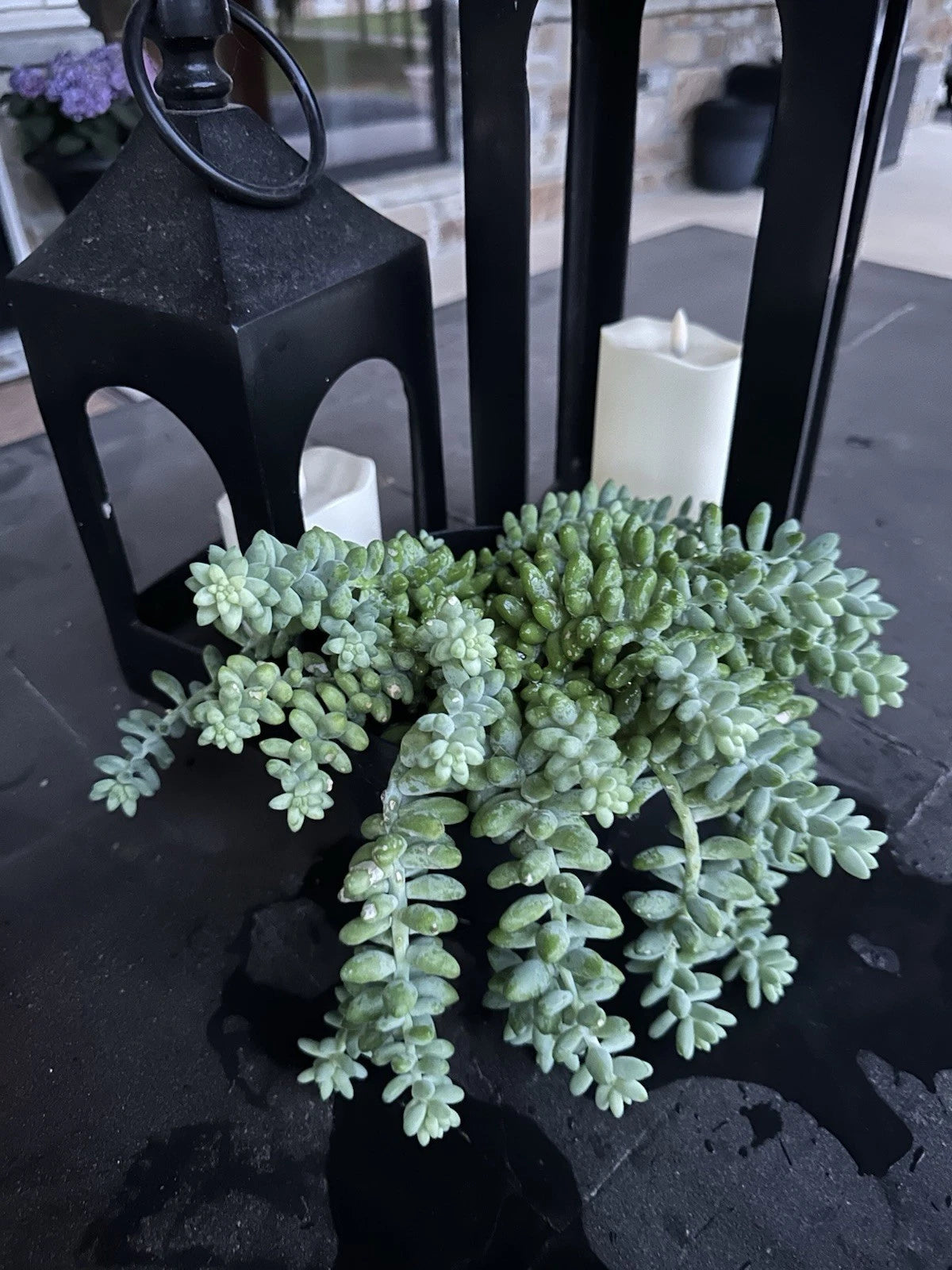 Donkey Tail Succulent Sedum Morganiaum Cactus Plant Garden Cacti Seeds – Heirloom, Non-GMO, High Germination Organic Garden Seeds
