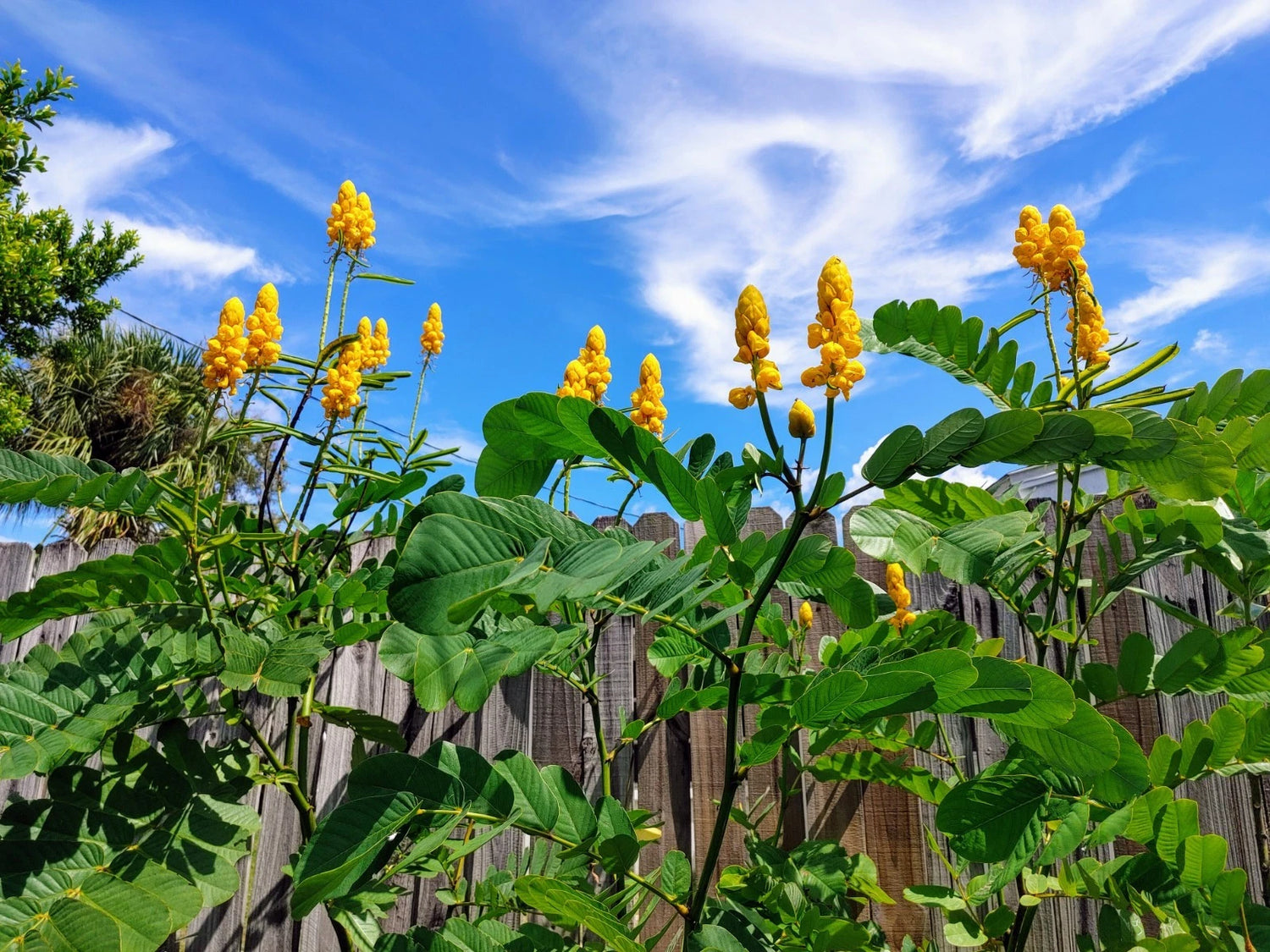 Candlestick Cassia Senna Alata Yellow Flowering Plant - Seeds – Heirloom, Non-GMO, High Germination Organic Garden Seeds