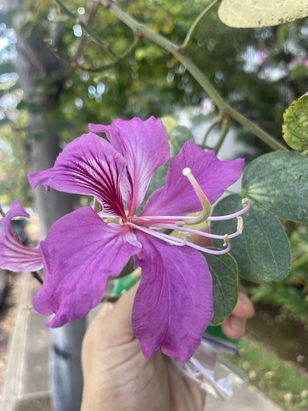 Butterfly Purple Orchid Tree Bauhinia purpurea Hawaii Grown Seeds heirloom non-gmo seeds