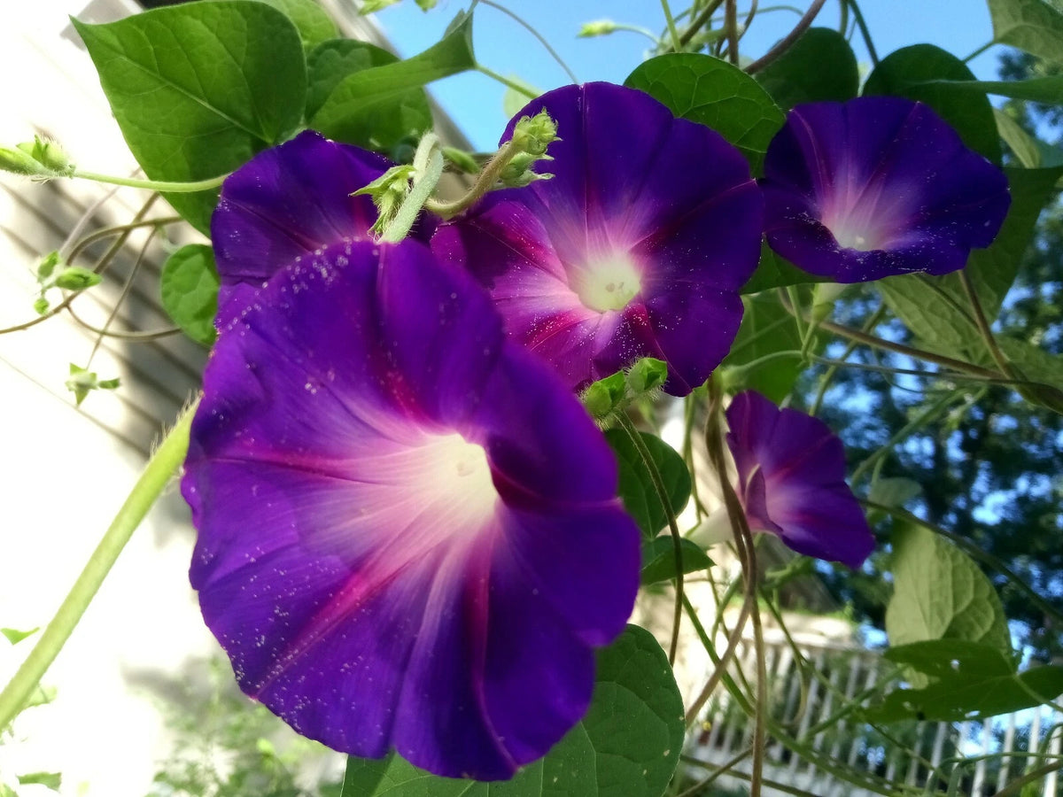 Deep Purple Morning Glory Flower seeds Annual vine US grown seeds heirloom non-gmo seeds