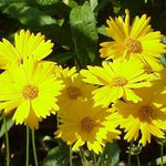 Coreopsis LANCE LEAVED TICKSEED Perennial Butterfly Garden Seeds heirloom non-GMO seeds