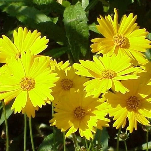 Coreopsis LANCE LEAVED TICKSEED Perennial Butterfly Garden Seeds heirloom non-GMO seeds