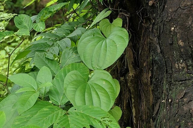 Dioscorea wallichii Wallich s Wild Yam Seeds – Heirloom, Non-GMO, High Germination Organic Garden Seeds